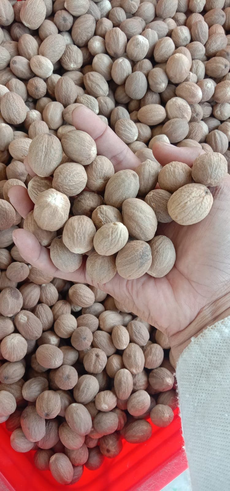 Pile of dried nutmeg seeds