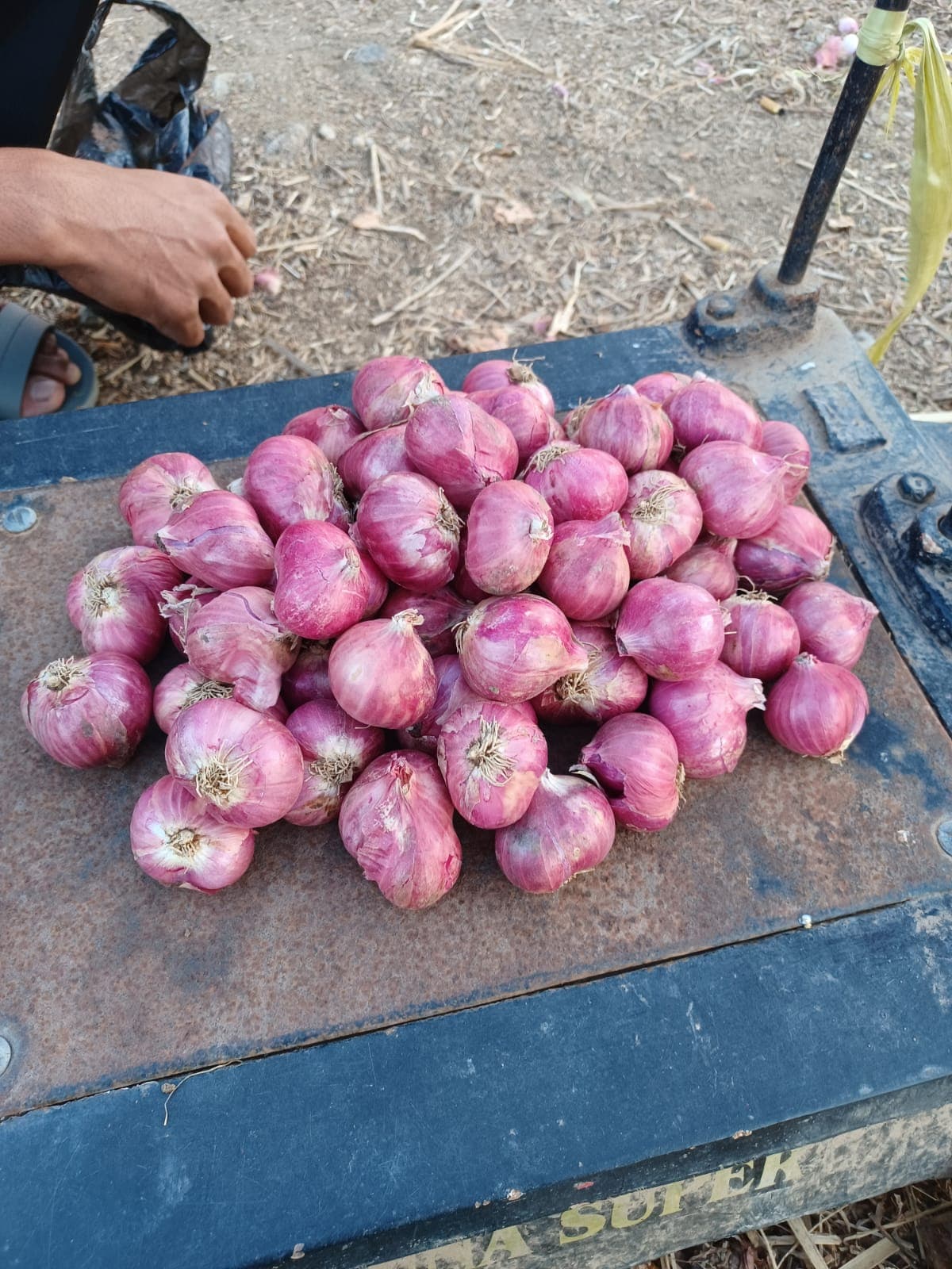 Premium Fresh Shallots