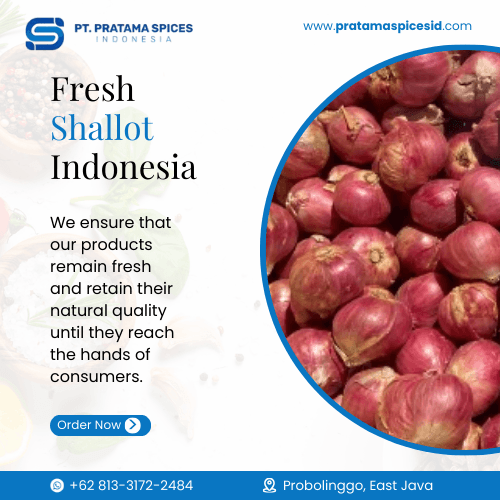 Fresh Shallot Indonesia