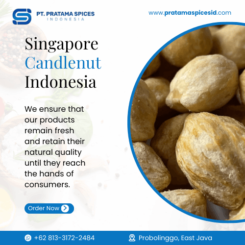 Singapore Candlenut Indonesia