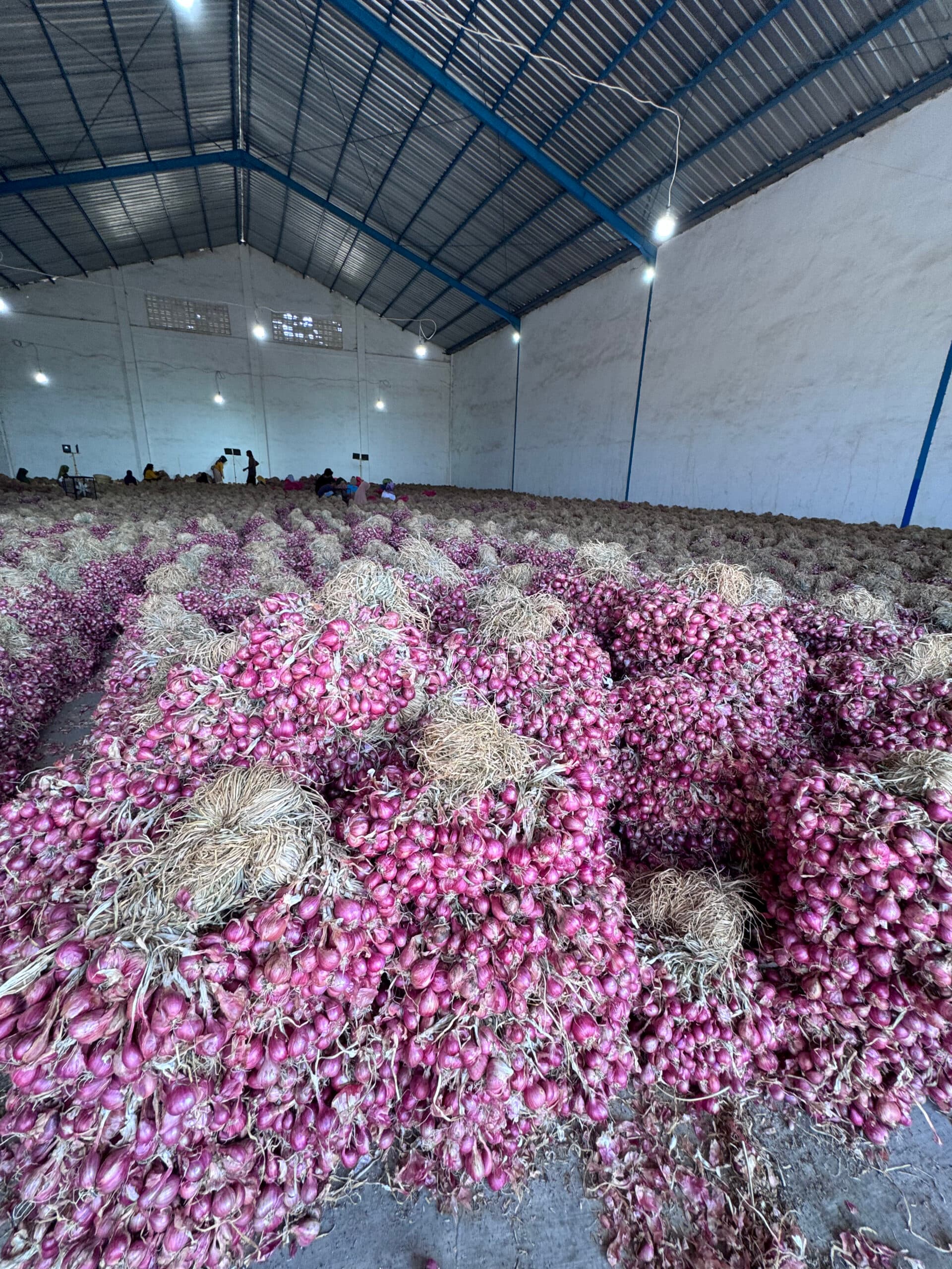 Premium Fresh Shallots product story