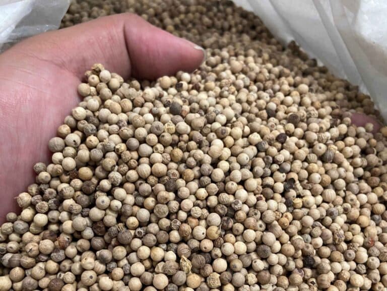 Hand sorting high-quality white pepper for export