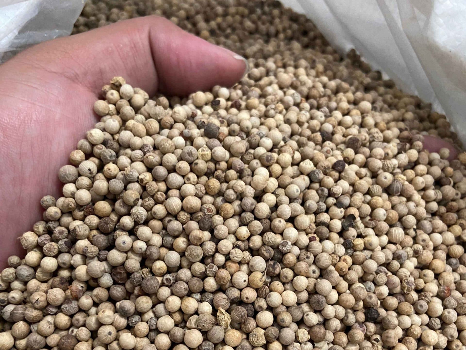 Hand sorting high-quality white pepper for export