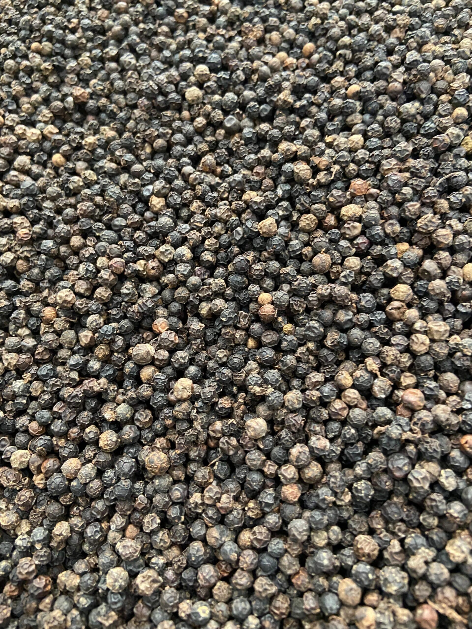 Freshly harvested black pepper