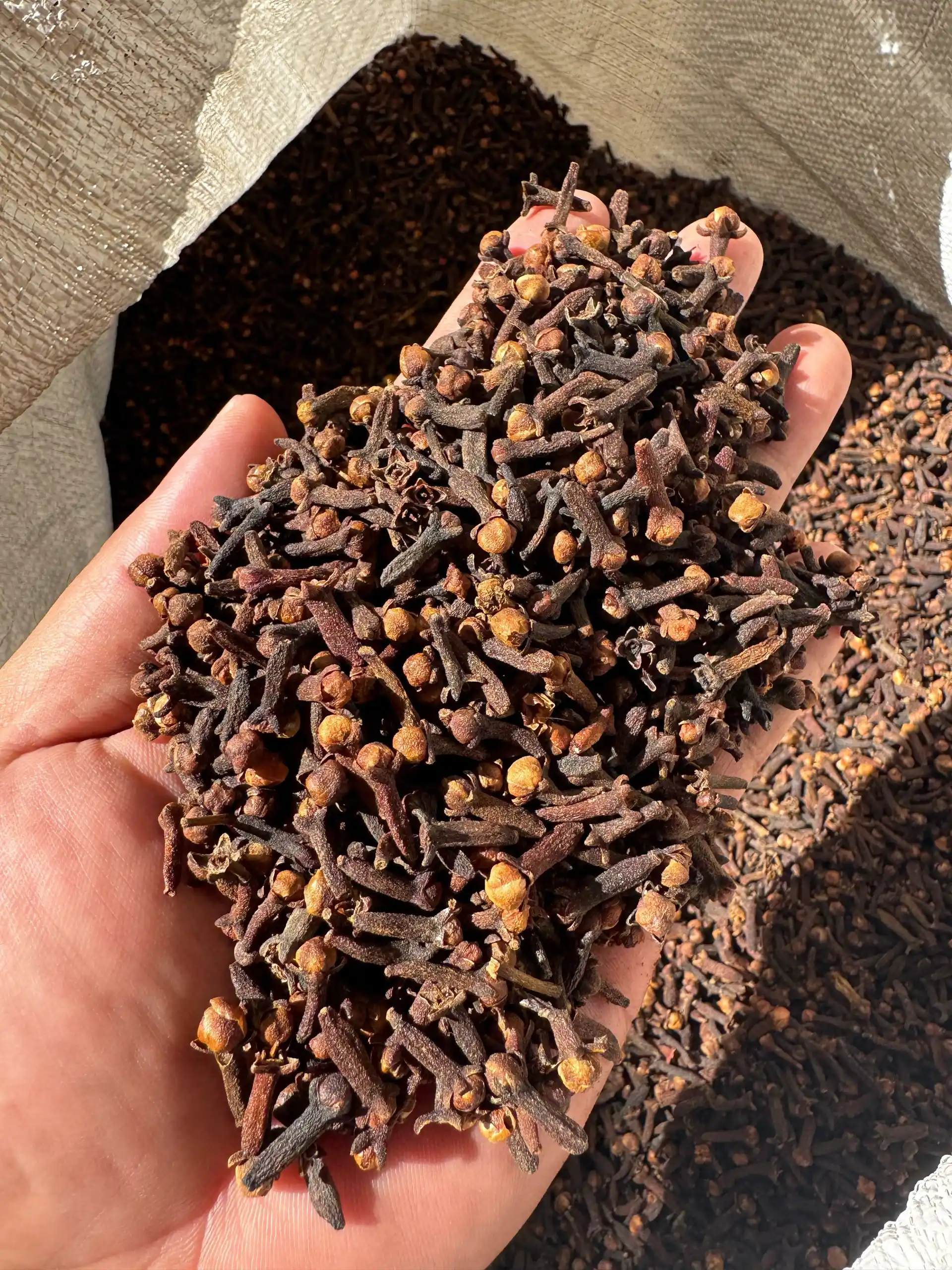 Premium Lalpari Cloves from Indonesia quality process
